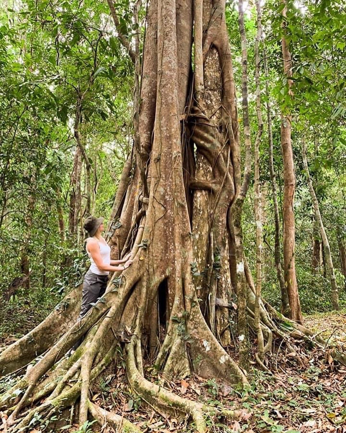 10A: Mã Đà Forest: The Journey Through Ancient Woods