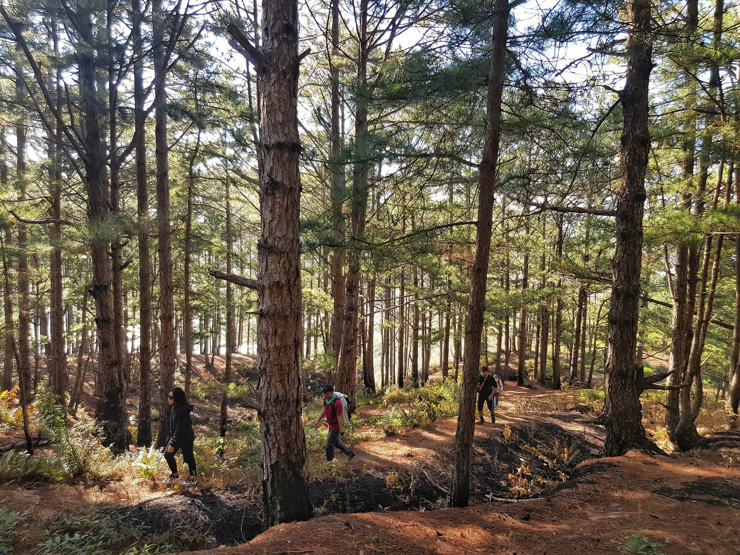 15B (2 DAYS): Mt.Langbiang (2167m): Conquering The Peak Of Dalat, Witnessing The Enveloping Mist