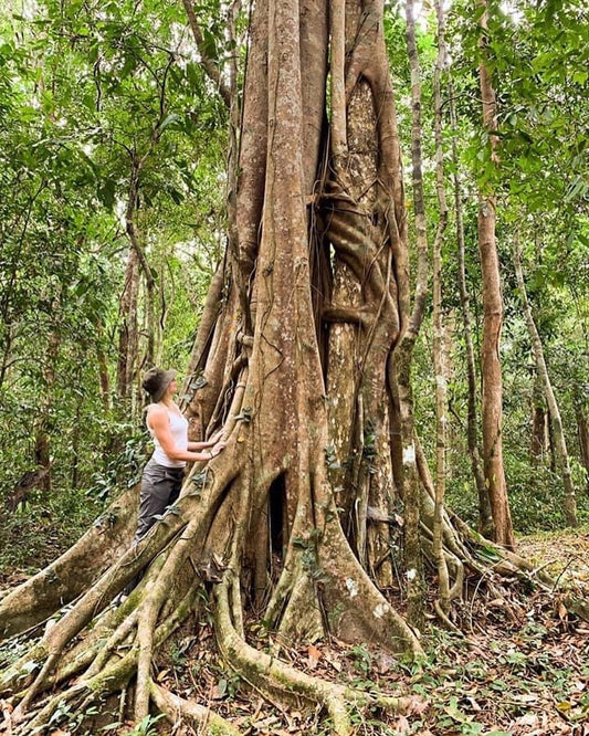 10A: Bosque de Mã Đà: el viaje a través de bosques milenarios