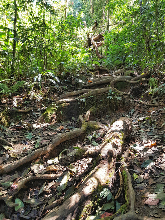 67B (2 DAYS): Mt.Chu Yang Lak (1634m): Elevated Escapade, Summit Expedition and Mountain Adventure