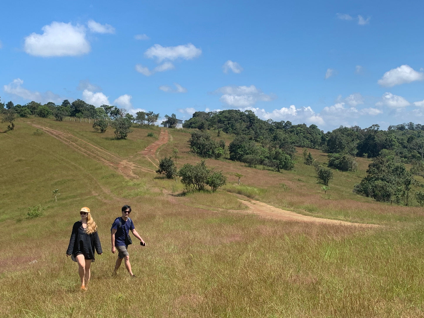 A3C（3 天）：蒙多基里省、柬埔寨一望无际的绿色草地