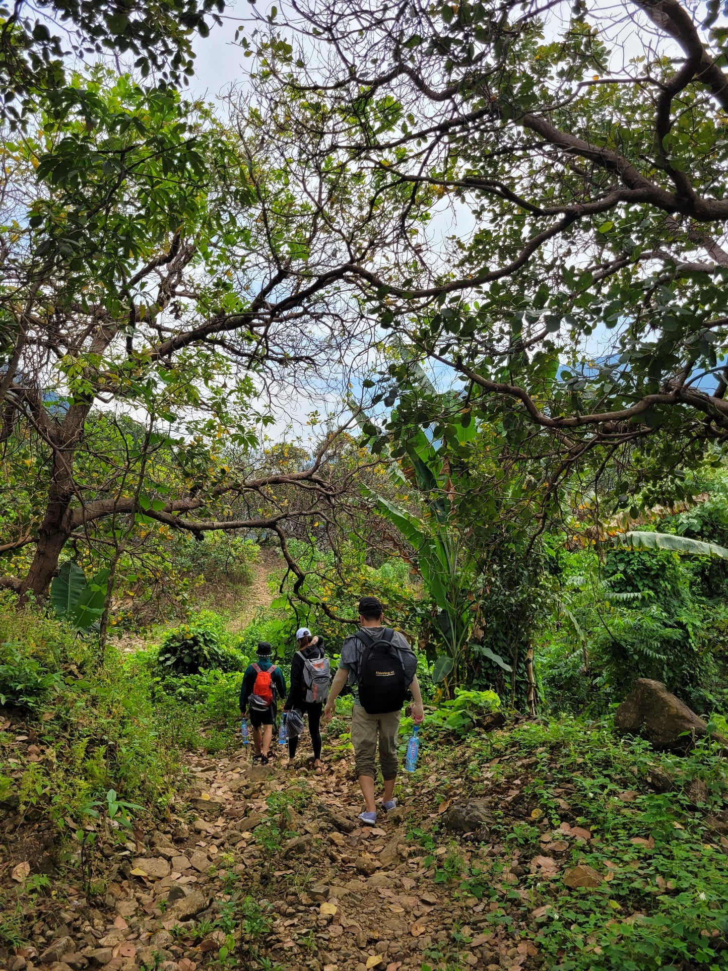 74B: (2일) Madagui 모험: 신비한 숲 발견