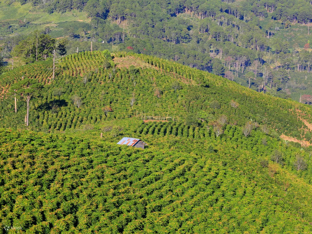 DLA6: Da Lat Countryside Loop Motorcycle Day Tour