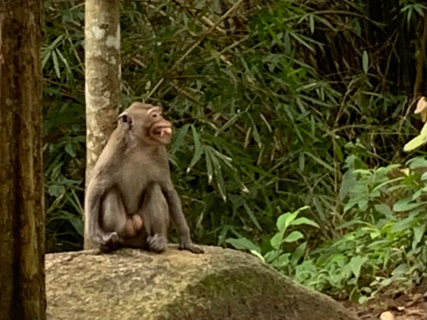 9AB (Shared Bus) Thi Vai Mountain: Hidden Temples, Scenic Trails, Pepper and Coffee Farm Expedition