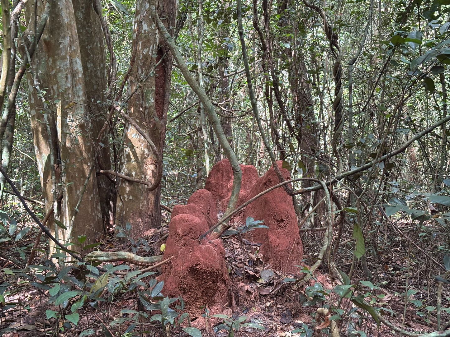 14A- Phuoc Buu Forest (Nature Reserve): Coastal Trailblazers Discovering The Untamed Beauty Of Phuoc Buu