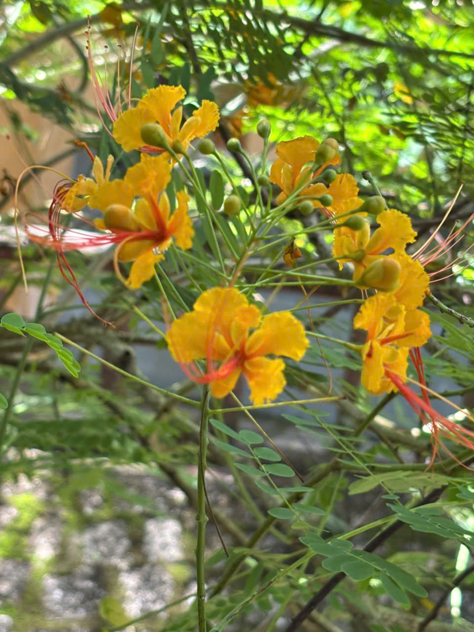 4AB (Shared Bus)- Minh Dam mountain- A Spiritual Journey